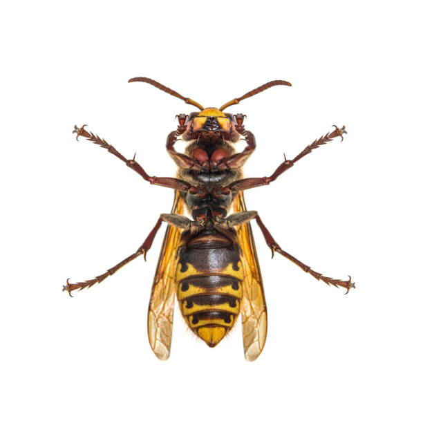 istock Hornet, Vespa Crabro, isolated on white 1316778199