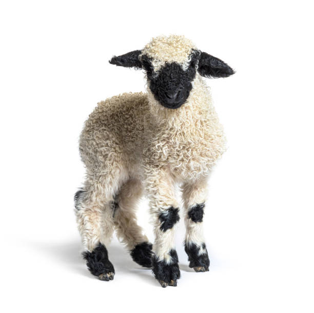 istock Valais Blacknose Lamb standing in front, Isolated on white 1316778223