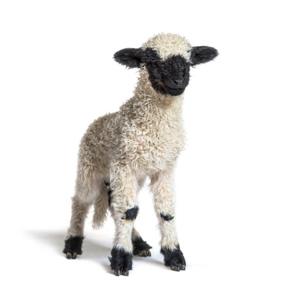 istock Standing Lamb Blacknose sheep looking at the camera, three weeks old, isolated on white 1316778230