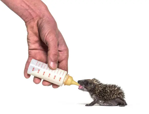 Helping human hand give food with a feeding bottle a Young European hedgehog, isolated