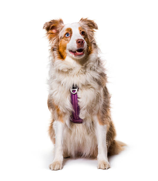 odd-eyed Expressive australian shepherd dog red merle wearing a red harness, isolated odd-eyed Expressive australian shepherd dog red merle wearing a red harness, isolated bridle stock pictures, royalty-free photos & images