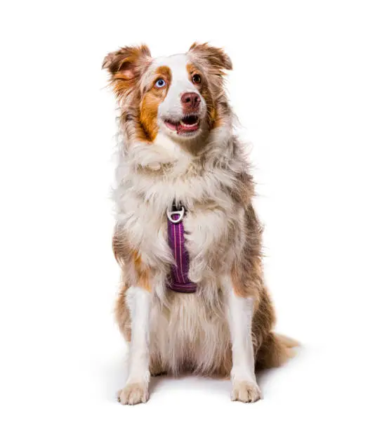 odd-eyed Expressive australian shepherd dog red merle wearing a red harness, isolated