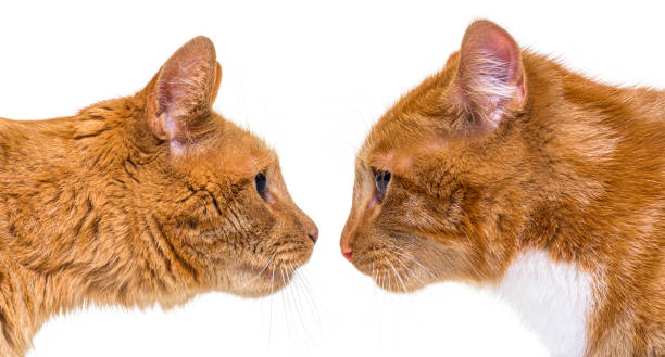 istock Two ginger cats, one young one adult, face to face, side view, looking each other 1316778921