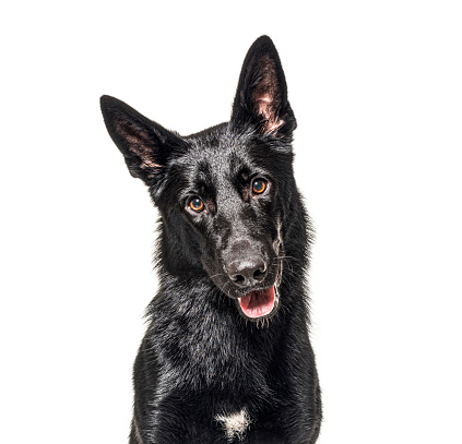 Moody image of a black puppy in a black background