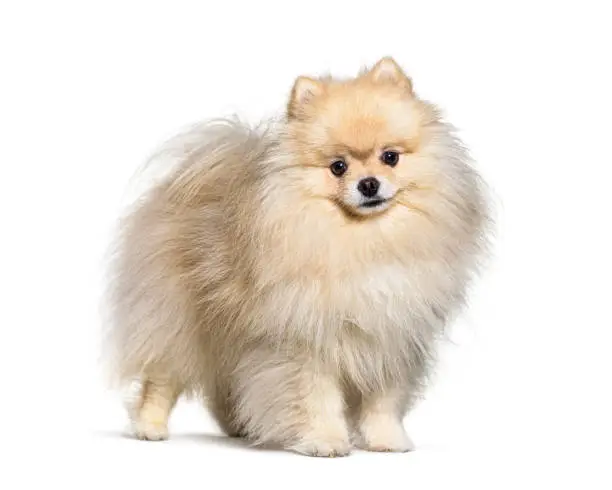 Small spitz dog standing, isolated