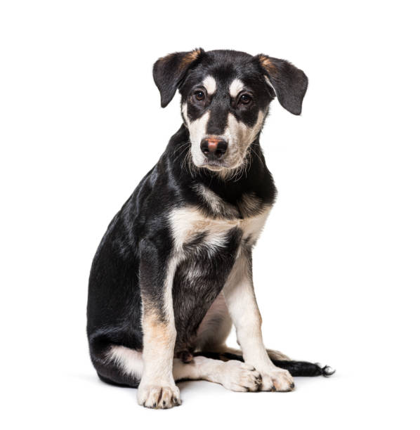 istock Black and white Crossbreed dog sitting, isolated 1316778969