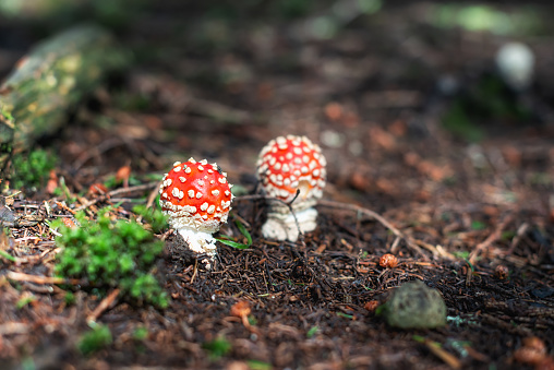 two young poisonous toadstools grow in the forest
