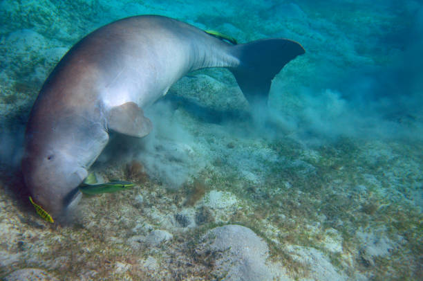 istock Dugong and suckerfishes 1316780403