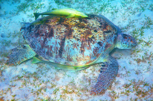 Big sea turtle and suckerfishes stock photo