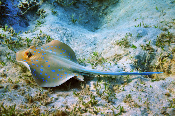 Blue-spotted stingray stock photo