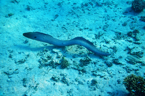Moray eel in Red sea, Marsa Mubarak, Egypt