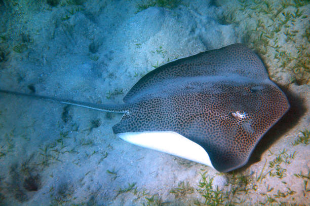Reticulate whipray stock photo