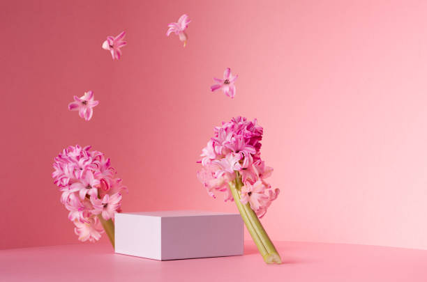 istock Romantic elegance white square podium with levitate spring hyacinth flowers as arch in sunlight on soft light pastel pink background, copy space. 1316780477