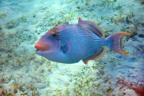 Yellowmargin triggerfish stock photo