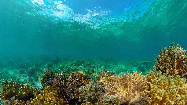 istock Coral reef and tropical fish underwater. Philippines 1316781815