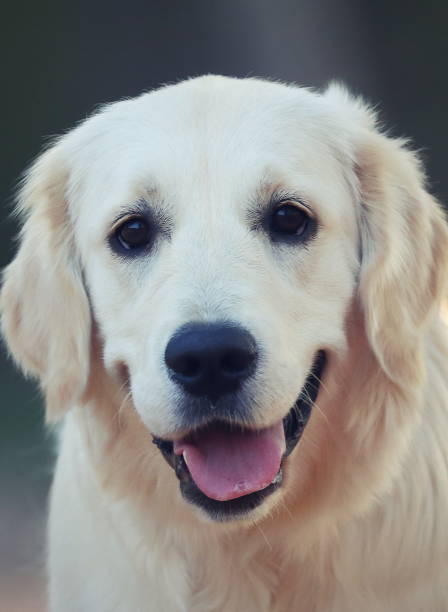 golden retriever - 5487 fotografías e imágenes de stock