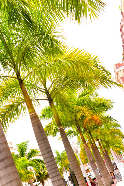 istock Palm trees in a row in downtown Fort Myers 1316784418