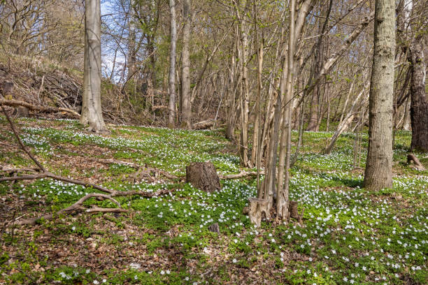 istock Wood anemones in a forest 1316785802