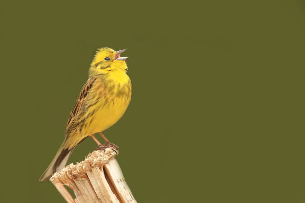 イエローハンマー、ビューポイントにかわいい黄色の歌の鳥 - birdsong ストックフォトと画像