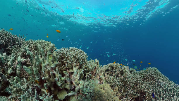 istock Coral reef and tropical fish. Philippines 1316785877