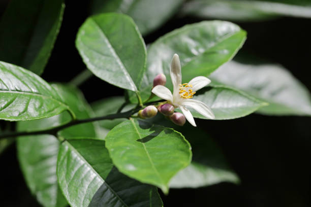 istock close up of lemon flower and buds 1316785908