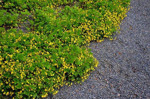 in the park there is a bed of mulched with gray gravel and a low yellow cushion-like plant blooms here, a perennial herb. It blooms from April to May, it is the original species, waldsteinia ternata, geoides