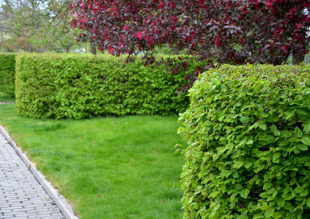 istock hornbeam green hedge in spring lush leaves let in light trunks and larger branches can be seen natural separation of the garden from the surroundings can withstand drought 1316786154