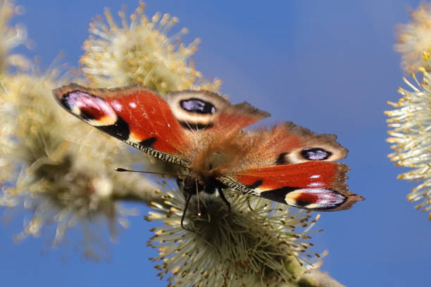 istock Peacock of the day (Aglais io) 1316786169