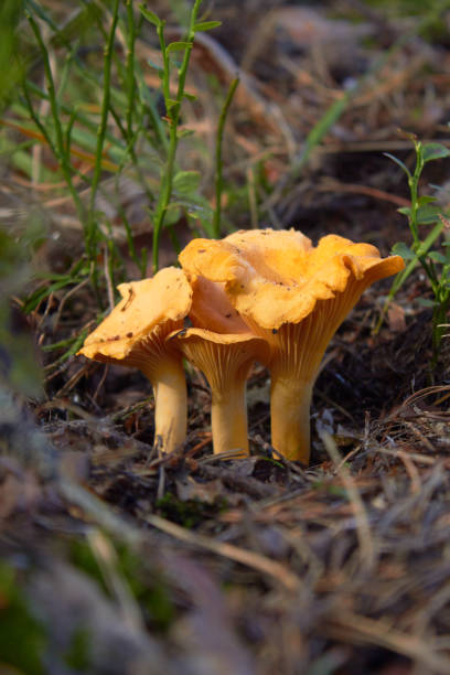 три гриба лисички в лесу (cantharellus cibarius). кантареблюс. свежие органические грибы. - chanterelle edible mushroom gourmet uncultivated стоковые фото и изображения