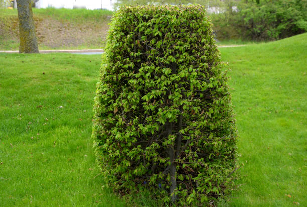 istock hornbeam green hedge in spring lush leaves let in light trunks and larger branches can be seen natural separation of the garden from the surroundings can withstand drought 1316787149