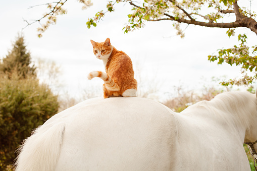 A beautiful red cat sits on the horse's back. Friendship, love, care. Pets together. Nature, spring trees sunshine, outdoor, ranch