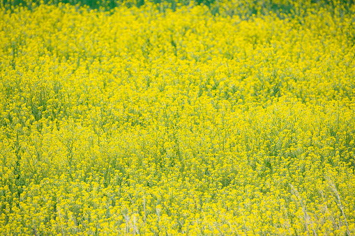 In Montana, in western USA, a thick field of small yellow wild flowers.