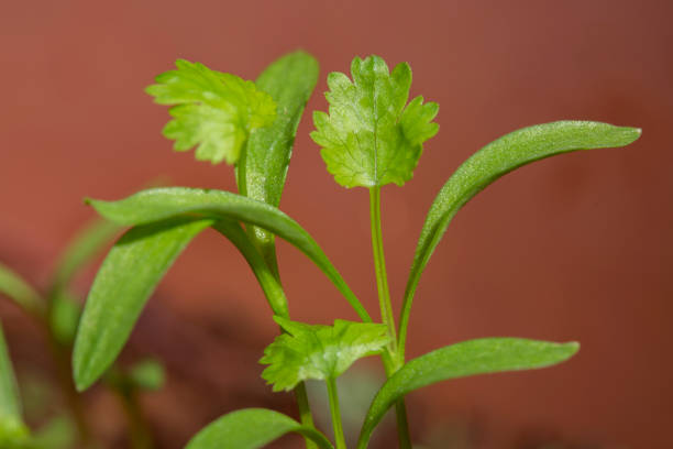 young coriander plants