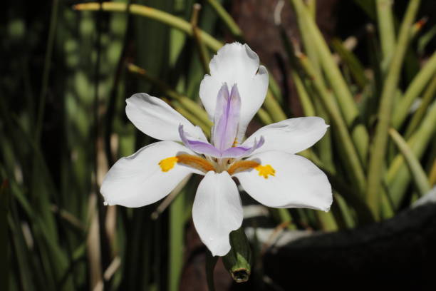 istock Dietes grandiflora flower 1316790093
