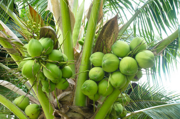 istock Fresh coconut on the tree, coconut cluster on coconut tree, Thailand. 1316790137
