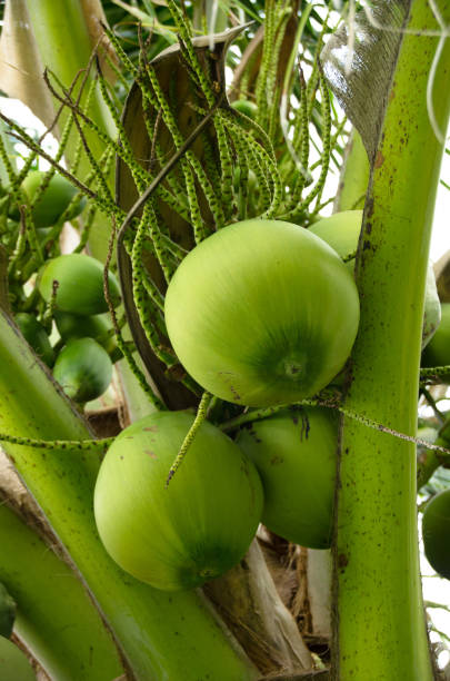 istock Fresh coconut on the tree, coconut cluster on coconut tree, Thailand. 1316790143