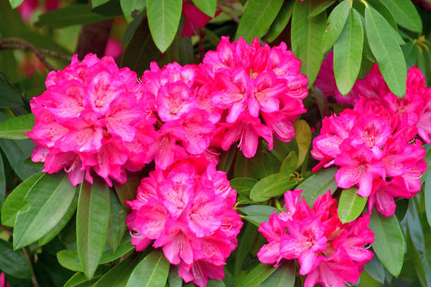 istock Rhododendron Flower 1316790994