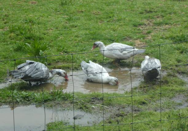 the low yard with the ducks enjoying the rain the ducks came to splash in a puddle that formed on a rainy day anseriformes photos stock pictures, royalty-free photos & images