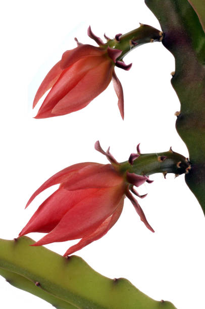 istock Stapelia Gigantea 1316791902