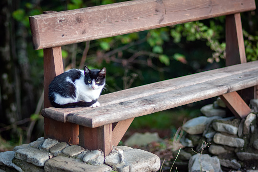 The black and white cat sits on a wooden shop.