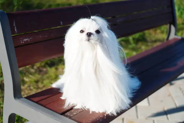 dog, maltese, dogshow, showdog, koreamaltese, fullcoatmaltese, petmodel, luxurydog, dog grooming