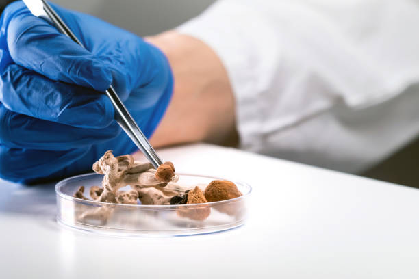 Psilocybin and Magic Mushrooms Scientist with tweezers puts magic mushrooms in a petri dish in laboratory. hallucinogen stock pictures, royalty-free photos & images