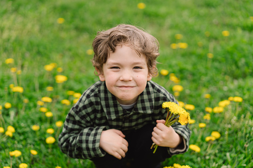 Curly boy collects and sniffs dandelion flowers. Time of spring and allergy.