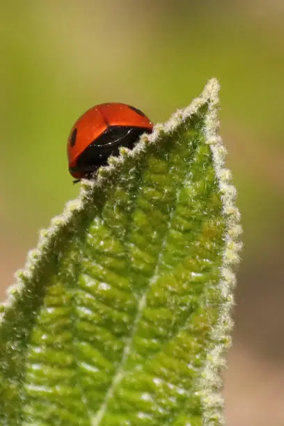 Coccinella septempunctata on unidentified plant