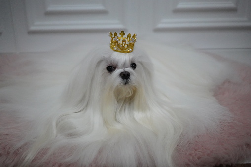 dog, maltese, dogshow, showdog, koreamaltese, fullcoatmaltese, petmodel, luxurydog, dog grooming