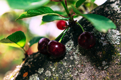 Cherries growing near the tree trunk . Cherry tree with tasty fruits . Springtime ripe