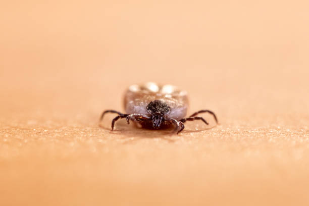 istock Enlarged tick on skin 1316795306