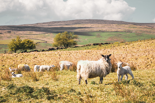 Sheep and lambs in the sunshine in the hills of County Antrim, Northern Ireland, with Carncormick mountain in the distance, on a sunny cloudy day, and a vintage grading added