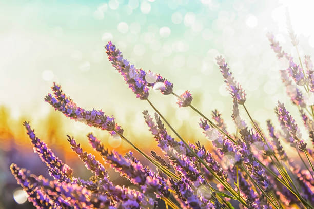 istock Lavender field in Provence, France 1316796469
