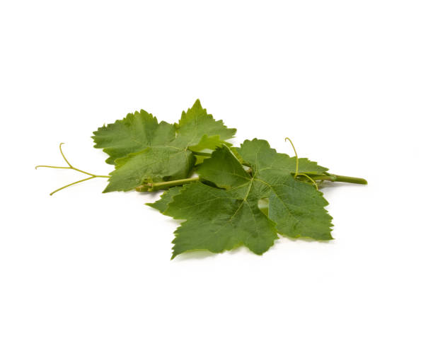 feuilles de raisin, isolées sur le fond blanc - groupe de feuilles vertes de vigne dans le groupe - dolmades photos et images de collection